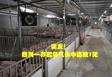 四川一養(yǎng)豬場(chǎng)發(fā)生化糞池氣體中毒事故，逸云天氣體檢測(cè)儀守護(hù)安全